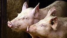 Taiwan Tests Hog Herds After African Swine Fever Pig Washes Ashore