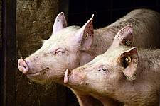 Taiwan Tests Hog Herds After African Swine Fever Pig Washes Ashore