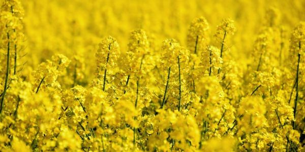 Rapeseed Rush Sends Prices Soaring As Chinese Demand Swells