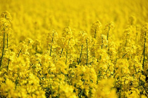 Dryness Threatens Australia's Canola Output, Wheat Seen Recovering