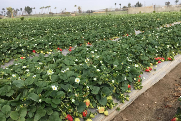 Calinda: The Healthy, Sustainable Strawberry