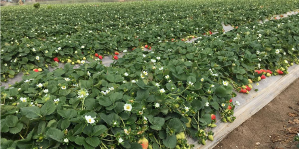 Calinda: The Healthy, Sustainable Strawberry