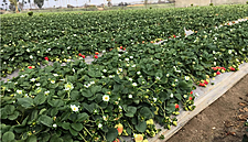 Calinda: The Healthy, Sustainable Strawberry