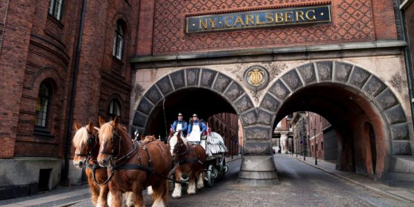 Carlsberg's Brewery Horses Move To Copenhagen Zoo