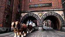 Carlsberg's Brewery Horses Move To Copenhagen Zoo