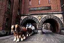 Carlsberg's Brewery Horses Move To Copenhagen Zoo