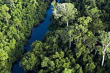 Nestlé To Support Tropical Forest Conservation In Southeast Asia