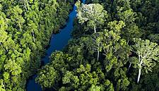 Nestlé To Support Tropical Forest Conservation In Southeast Asia