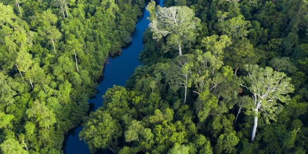 Nestlé To Support Tropical Forest Conservation In Southeast Asia