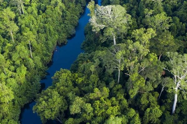 Nestlé To Support Tropical Forest Conservation In Southeast Asia