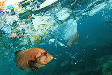 Waitrose & Partners' Plastic Pollution Projects Prove Successful