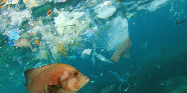 Waitrose & Partners' Plastic Pollution Projects Prove Successful