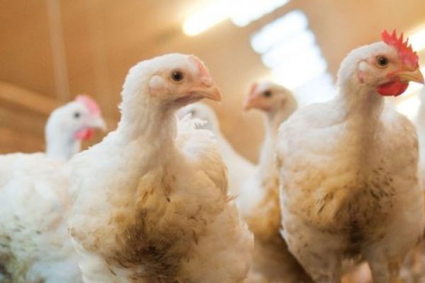 Jumbo To Switch To Free-Range Chicken With Beter Leven Quality Mark In 2023