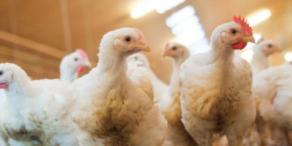 Jumbo To Switch To Free-Range Chicken With Beter Leven Quality Mark In 2023