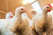 Jumbo To Switch To Free-Range Chicken With Beter Leven Quality Mark In 2023