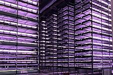 Denmark's Føtex And Bilka Launch Vertically Grown Salads
