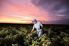 PepsiCo To Scale Regenerative Farming Practices