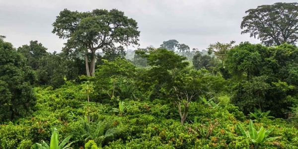Collaboration And Transparency Enabling Progress On Forest Conservation, Says CGF