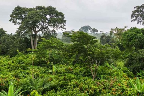 Sofidel, Suzano Launch Pilot Project To Protect Biodiversity In Brazil's Amazon Region
