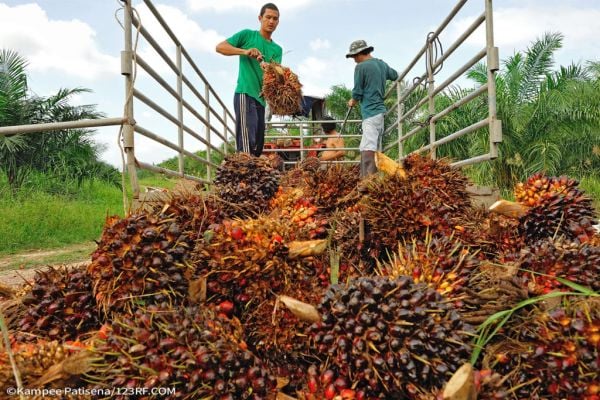 Palm Oil Prices To Stay High As Fertiliser Costs Limit Output: CPOPC