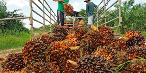 EU Palm Oil Use And Imports Seen Plummeting By 2032