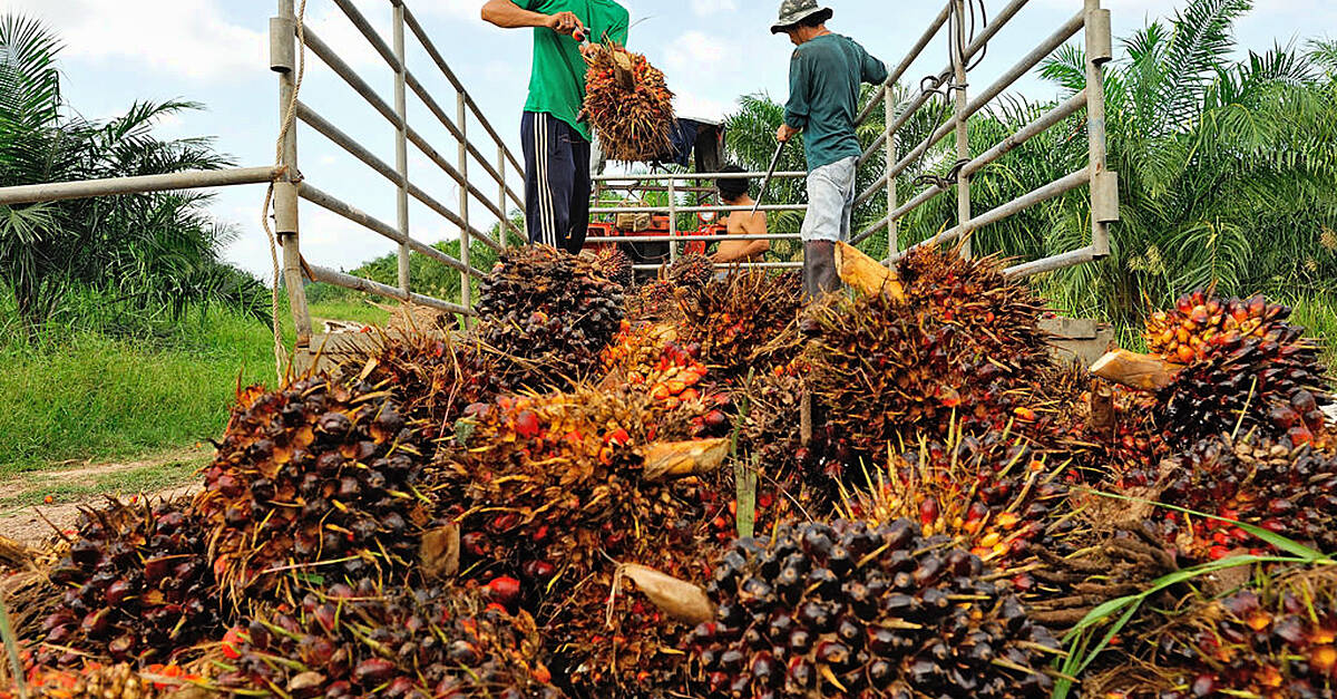Uptick In Palm Oil Output This Year Insufficient To Meet