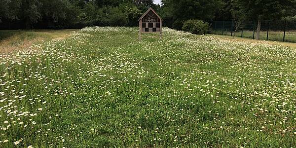 Lidl Steps Up Measures To Protect Bees