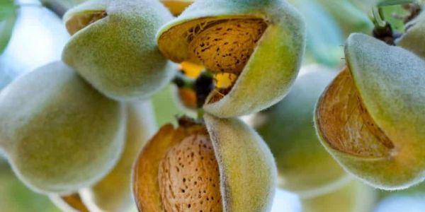 Nut Producer Importaco Group Sees 13% increase In Full-Year Sales