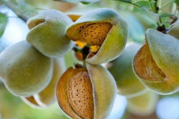 Nut Producer Importaco Group Sees 13% increase In Full-Year Sales