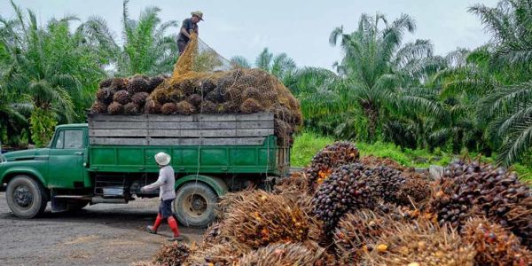 Indonesia Cuts Maximum Palm Oil Export Levy To $200