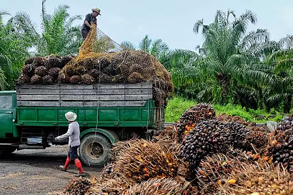 Indonesia Cuts Maximum Palm Oil Export Levy To $200 | ESM Magazine