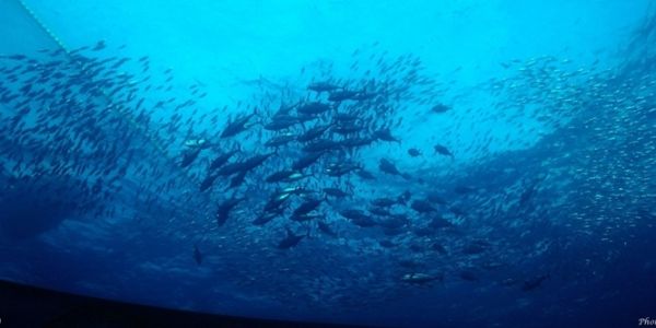 Thai Union Surpasses 2020 Sustainable Tuna Goals