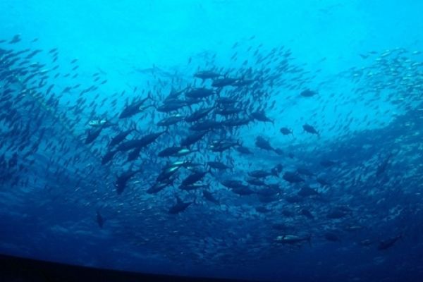 Thai Union Surpasses 2020 Sustainable Tuna Goals