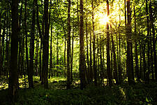 Consumer Goods Forum's Forest Positive Coalition Of Action Issues Progress Report