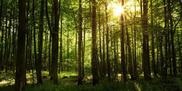 Consumer Goods Forum's Forest Positive Coalition Of Action Issues Progress Report