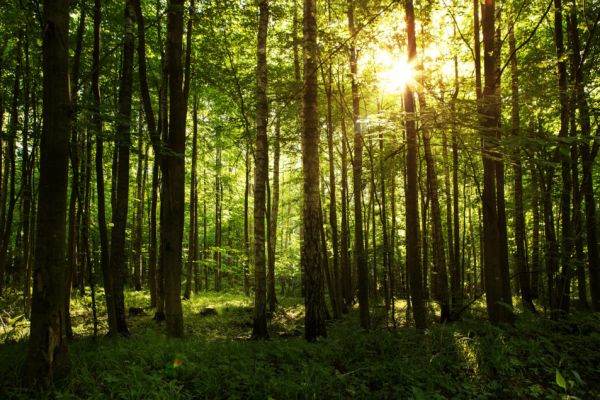 The Consumer Goods Forum's Forest Positive Coalition Shares Progress On Commitments