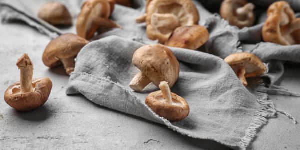 Belgium's Colruyt Uses Bread Waste To Grow Mushrooms