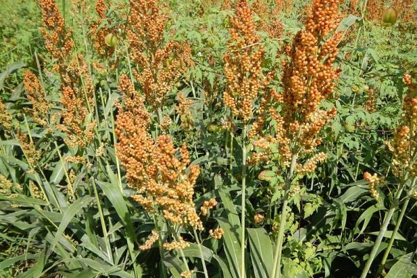 French Sorghum Farmer Defies Drought With Sustainable Crop