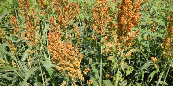 French Sorghum Farmer Defies Drought With Sustainable Crop