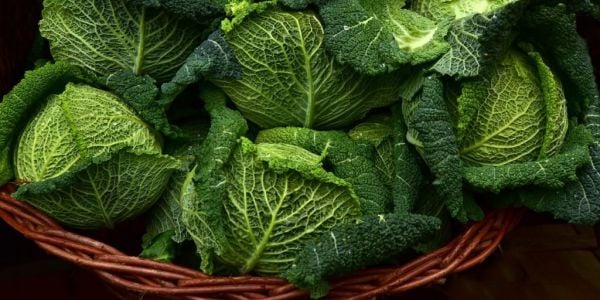 New AHDB Trials To Help Reduce Cabbage Waste