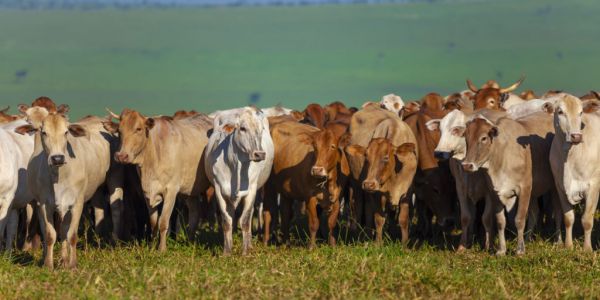 CGF Forest Positive Coalition Launches Beef Working Group
