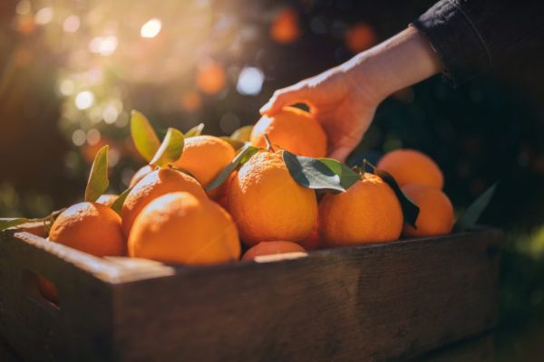 Continente Purchases 14.5m Tonnes Of Oranges From Algarve Region
