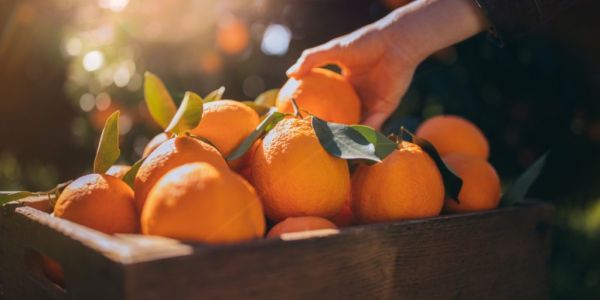 Continente Purchases 14.5m Tonnes Of Oranges From Algarve Region