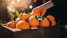 Continente Purchases 14.5m Tonnes Of Oranges From Algarve Region