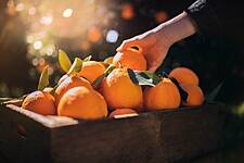 Continente Purchases 14.5m Tonnes Of Oranges From Algarve Region