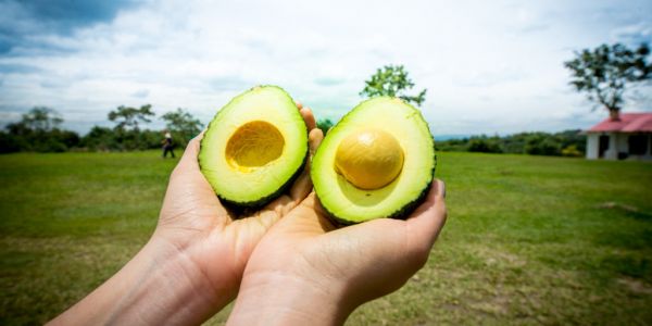 Colombia Positions Itself As A Leading Avocado Supplier