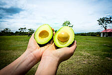 Colombia Positions Itself As A Leading Avocado Supplier