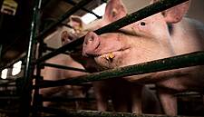 Philippines To Aggressively Ramp Up Pork Imports To Tackle Price Rises