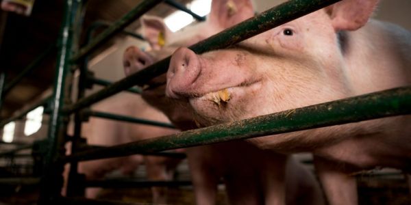 Philippines To Aggressively Ramp Up Pork Imports To Tackle Price Rises