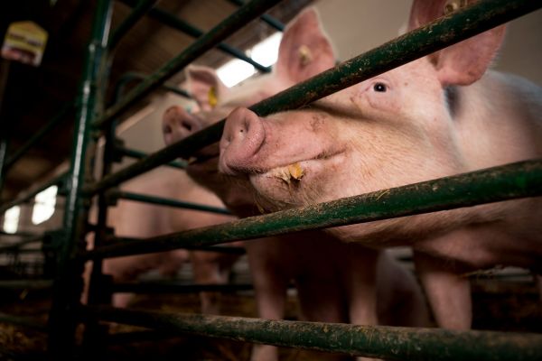 China To Levy Higher Tariffs On Pork Imports In 2022